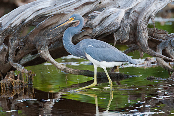 Tricolored Heron (Egretta tricolor)