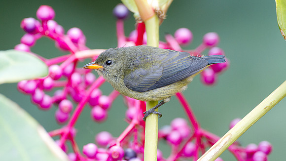 Bornean Flowerpecker (Dicaeum monticolum) juvenile