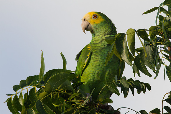 Yellow-shouldered Amazon (Amazona barbadensis)
