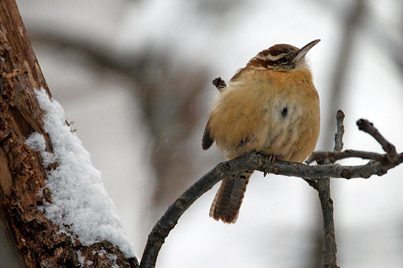 Carolina Wren (Thryothorus ludovicianus)