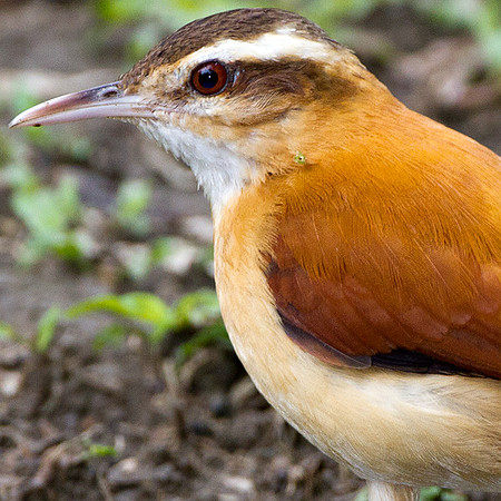 Pale-legged Hornero (Furnarius leucopus)