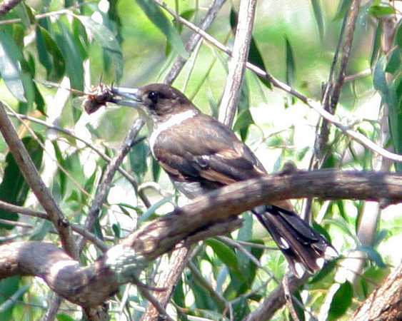 Grey Butcherbird (Cracticus torquatus)