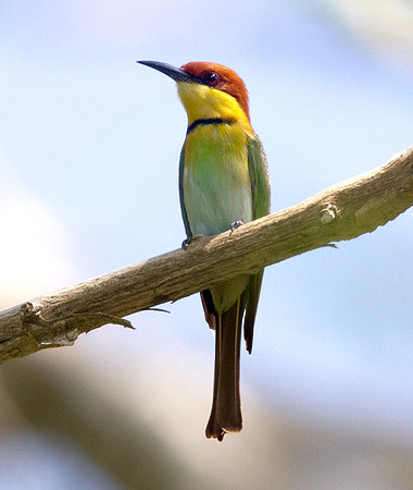 Chestnut-headed bee-eater (Merops leschenaulti)