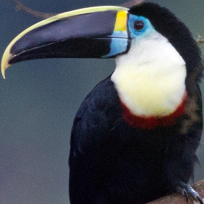 Channel-billed Toucan (Ramphastos vitellinus)