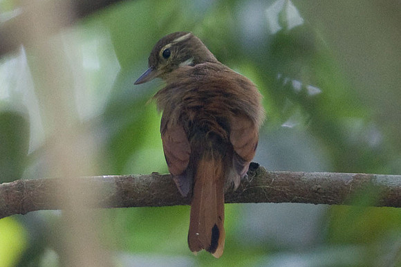 Plain Xenops (Xenops minutus)