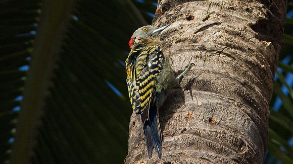 Hispaniolan Woodpecker (Melanerpes striatus)