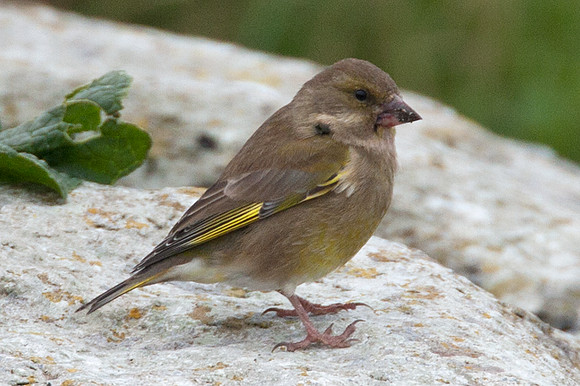 Chaffinch (Fringilla coelebs)
