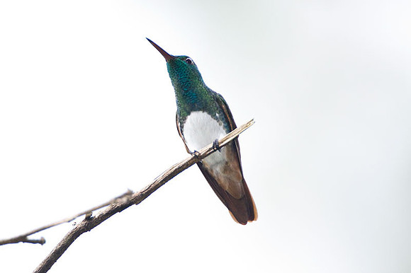 Snowy-bellied Hummingbird (Amazilia edward)