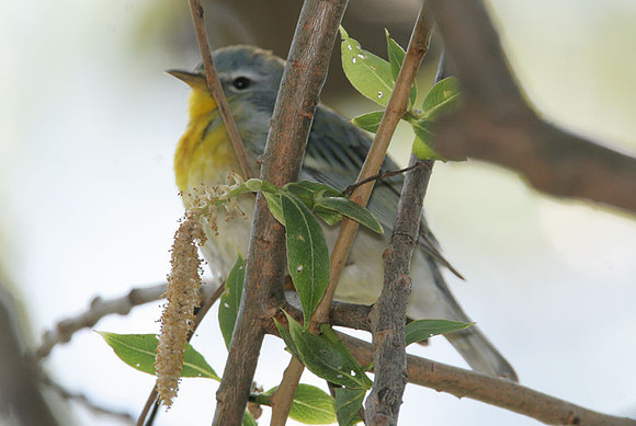 Northern Parula (Parula americana)