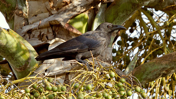 Slender-billed crow (Corvus enca)