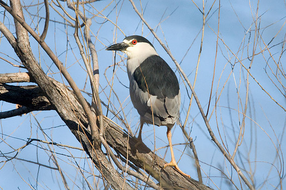 Black-crowned Night Heron (Nycticorax nycticorax)