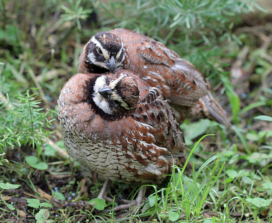 Northern Bobwhite (Colinus virginianus) also known as Virginia Quail, Bobwhite Quail
