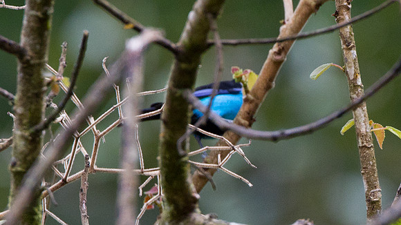 Paradise Tanager (Tangara chilensis)