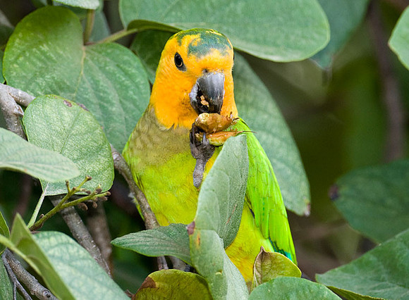 Brown-throated Parakeet (Aratinga pertinax) male