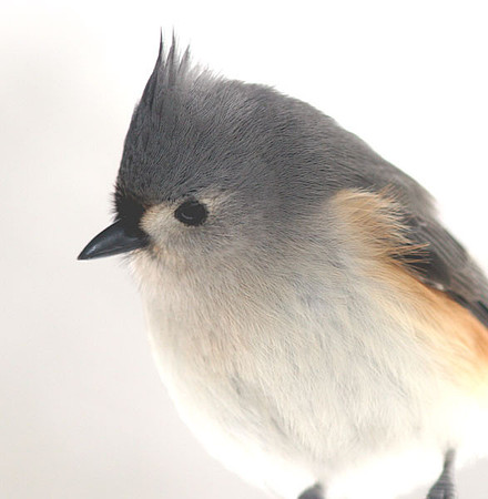 Tufted Titmouse (Baeolophus bicolor)