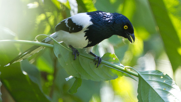 Magpie Tanager (Cissopis leveriana)