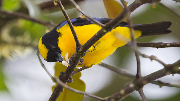 Blue-winged Mountain Tanager (Anisognathus somptuosus)