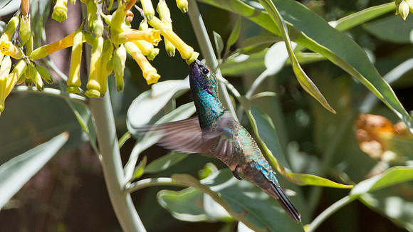 Sparkling Violetear (Colibri coruscans)