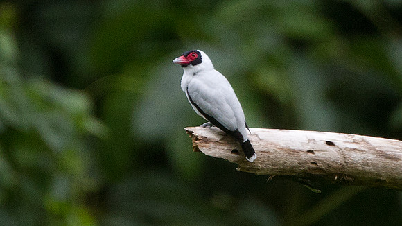 Masked Tityra (Tityra semifasciata)