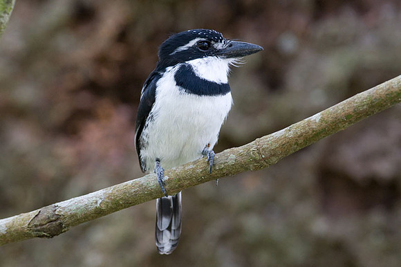 Pied Puffbird (Notharchus tectus)