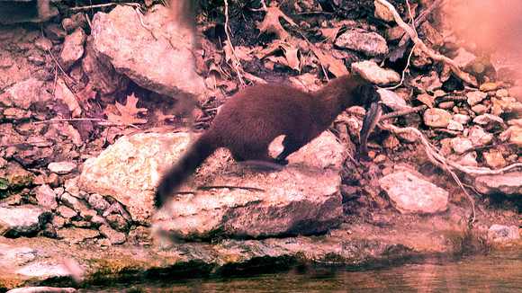 American mink (Neogale vison)