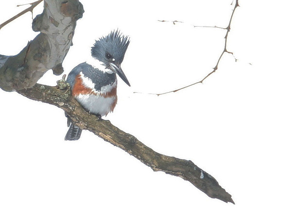 Belted Kingfisher (Megaceryle alcyon) female