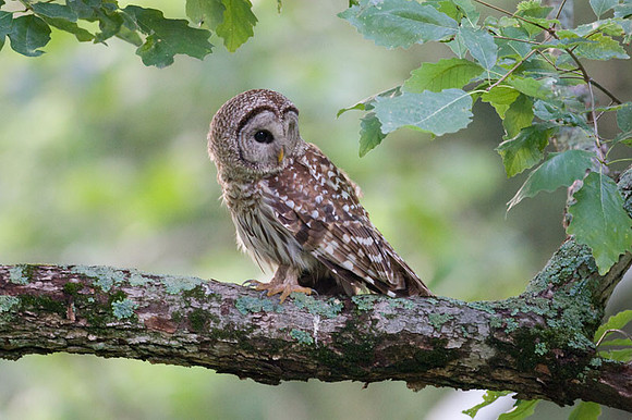 Barred Owl (Strix varia)