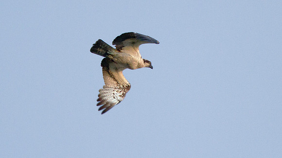 Osprey (Pandion haliaetus)