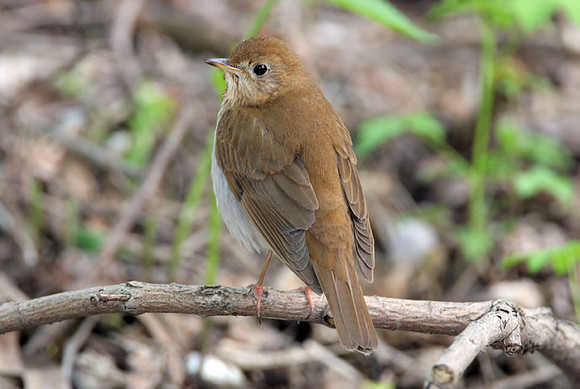 Veery (Catharus fuscescens)