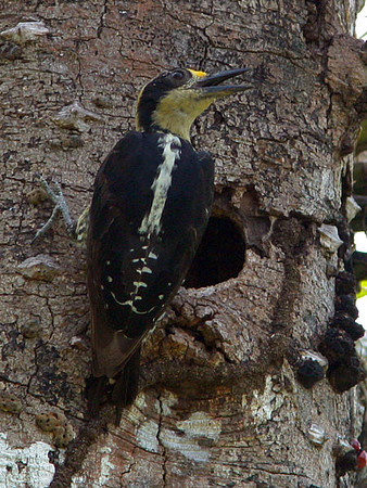 Golden-naped Woodpecker (Melanerpes chrysauchen) female