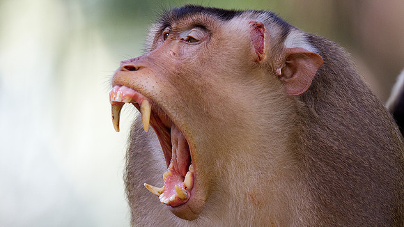 Pig-tailed macaques