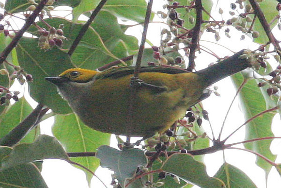 Silver-throated Tanager (Tangara icterocephala)