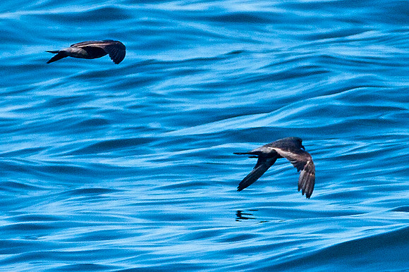 Leach's Storm Petrel (Oceanodroma leucorhoa)