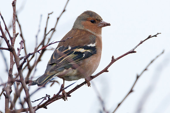 Chaffinch (Fringilla coelebs)