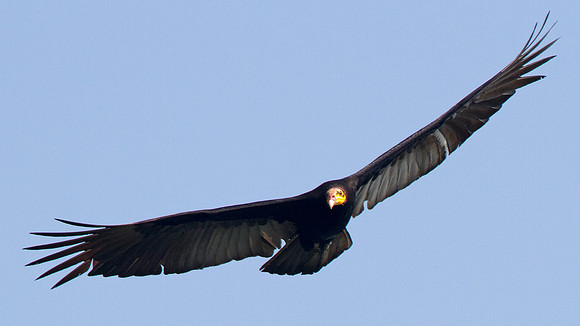 Greater Yellow-headed Vulture (Cathartes melambrotus)