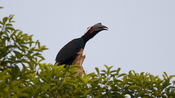 Asian Black Hornbill (Anthracoceros malayanus) female