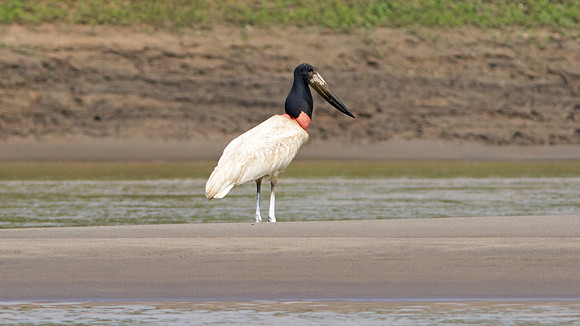Jabiru (Jabiru mycteria)