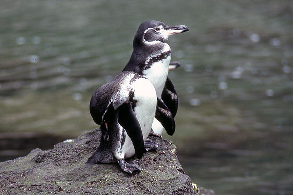 Galapagos Penguin (Spheniscus mendiculus)