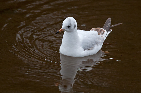 Black-headed Gull (Chroicocephalus ridibundus)