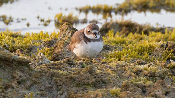 Semipalmated Plover (Charadrius semipalmatus)