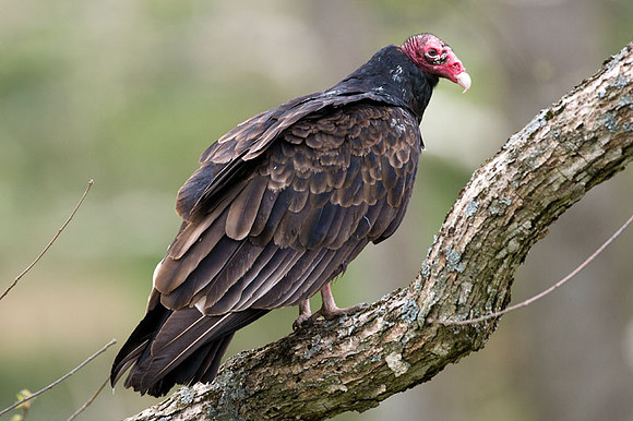 Turkey Vulture (Cathartes aura)