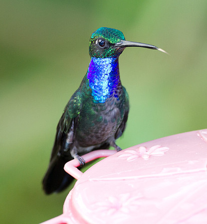 Napo Sabrewing (Campylopterus villaviscensio)