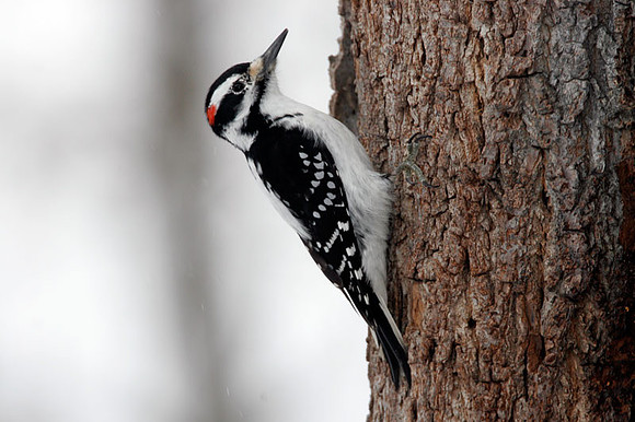 Hairy Woodpecker (Picoides villosus)
