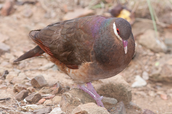 Bridled Quail-dove (Geotrygon mystacea)