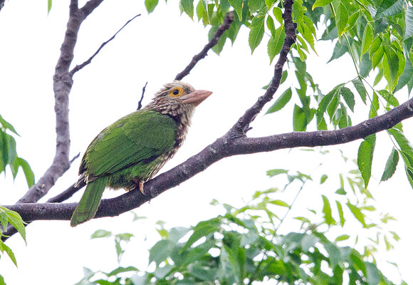 Lineated barbet (Psilopogon lineatus)