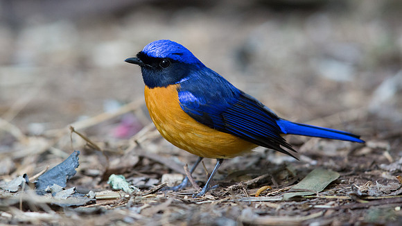 Rufous-bellied niltava (Niltava sundara) Male