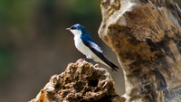 White-winged Swallow (Tachycineta albiventer)