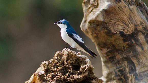 White-winged Swallow (Tachycineta albiventer)