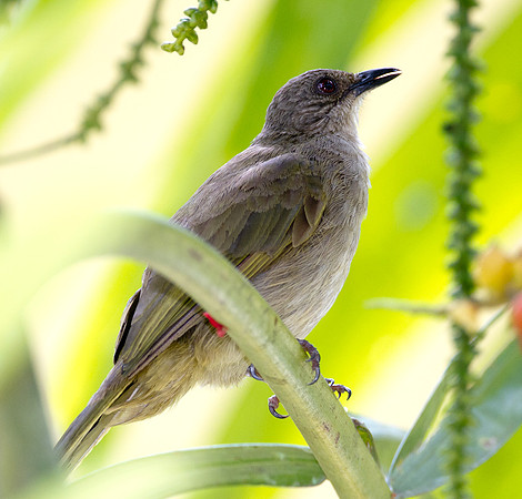 Olive-winged Bulbul (Pycnonotus plumosus)