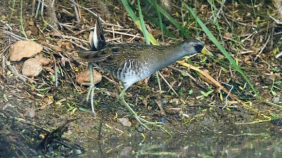 Sora (Porzana carolina)